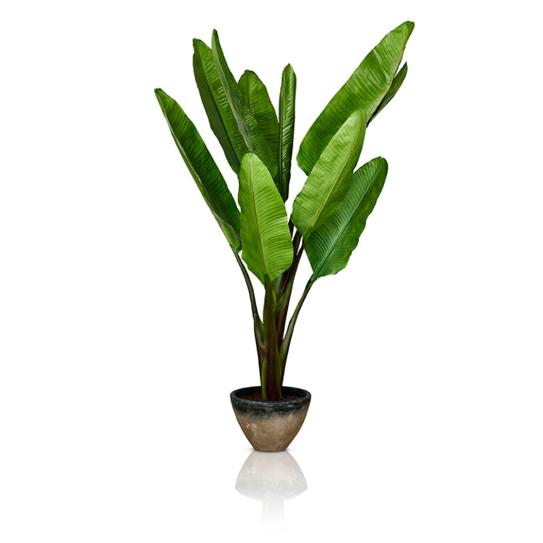 "Banana" Artificial Tree for Sale Perth - Trilogy Furniture